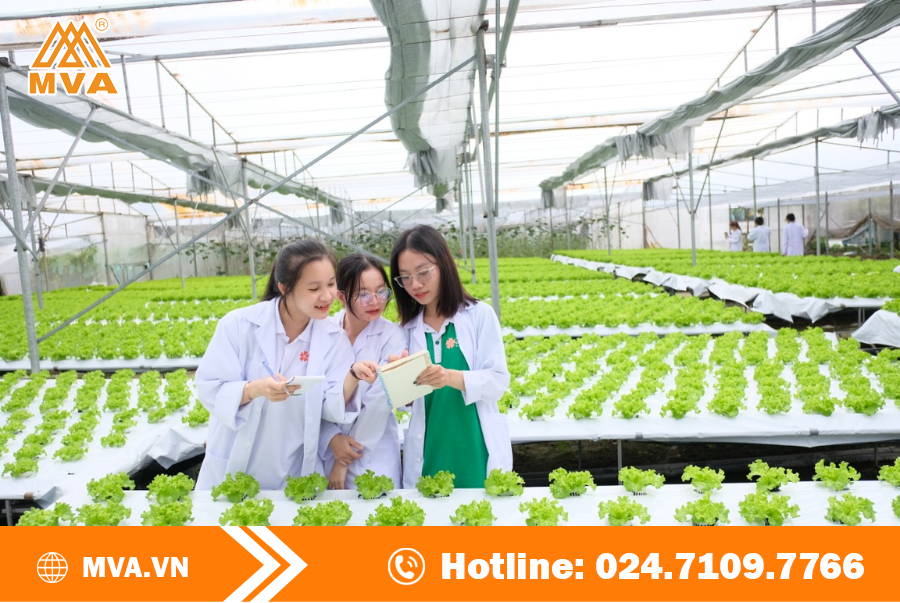 Điều kiện để Kinh doanh dịch vụ xử lý vật thể thuộc diện kiểm dịch thực vật