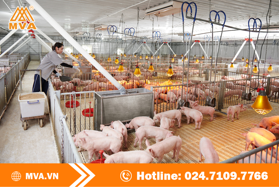 Điều kiện để Kinh doanh chăn nuôi trang trại