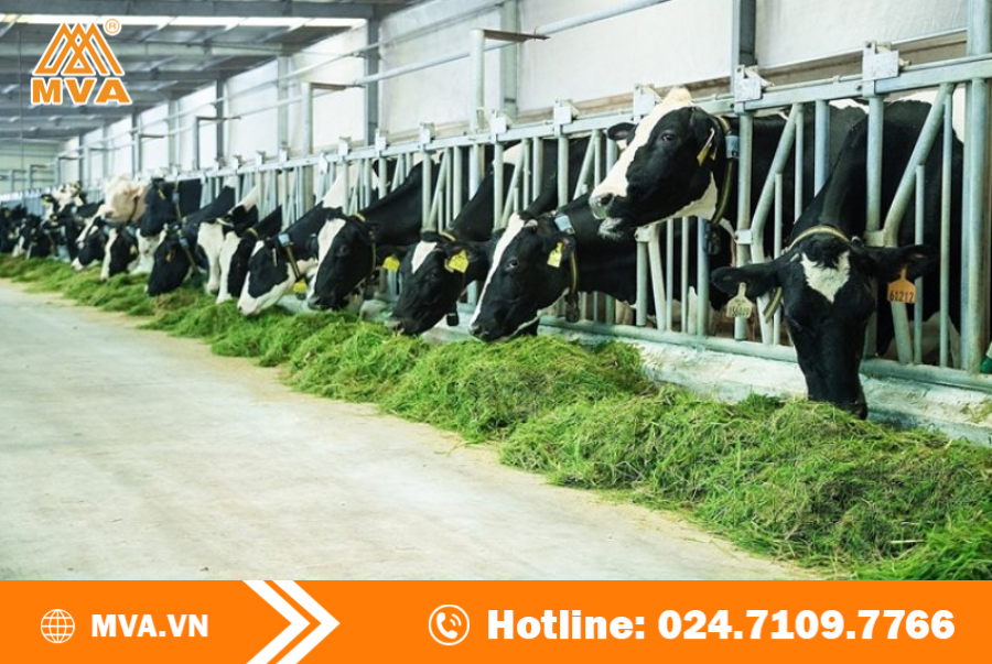 Điều kiện để Kinh doanh chăn nuôi trang trại